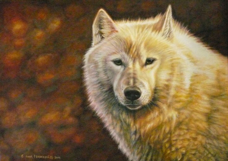 Arctic wolf